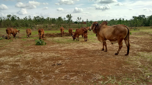 Kesariya Farm