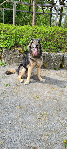 Tierarzt Dr. G. Hanke Garbsen unter Garbsen, 