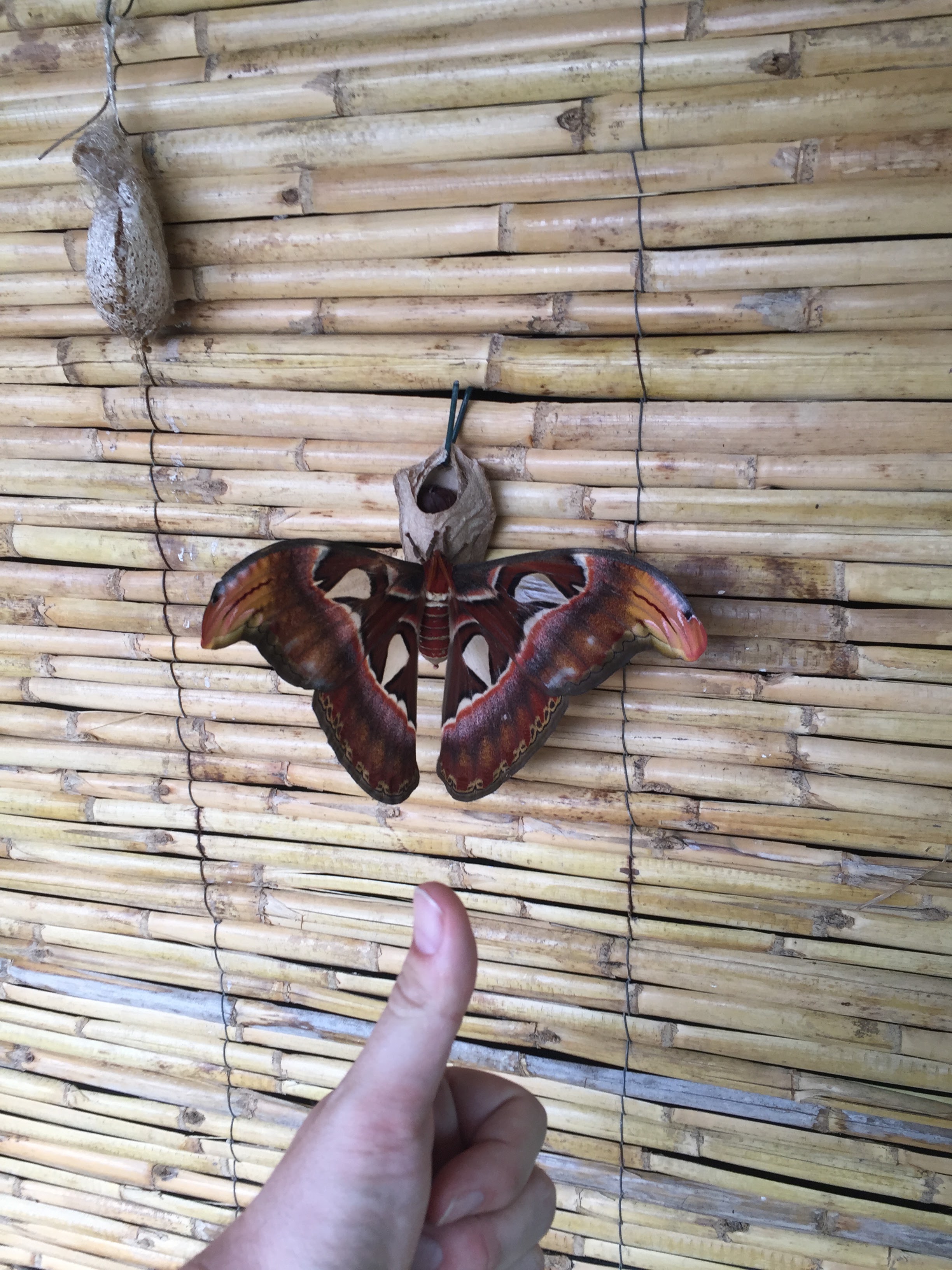 Photo n° 2 de l'avis de Azriel.n fait le 21/05/2018 à 10:11