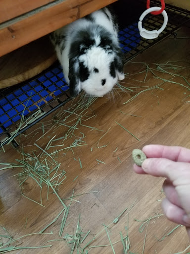 Pet Supply Store «Animal House Grooming & Quality», reviews and photos, 229 W Absecon Blvd, Absecon, NJ 08201, USA