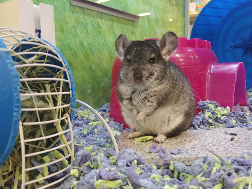 Pet Supply Store «PetSmart», reviews and photos, 6434 Sunrise Blvd, Citrus Heights, CA 95610, USA