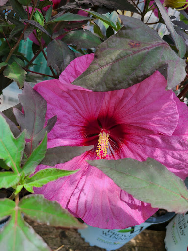 Hardware Store «Proctor Ace Hardware», reviews and photos, 5723 University Blvd W, Jacksonville, FL 32216, USA