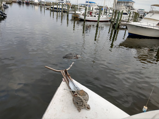 Cruise Agency «Biloxi Shrimping Trip», reviews and photos, 693 Beach Blvd, Biloxi, MS 39530, USA