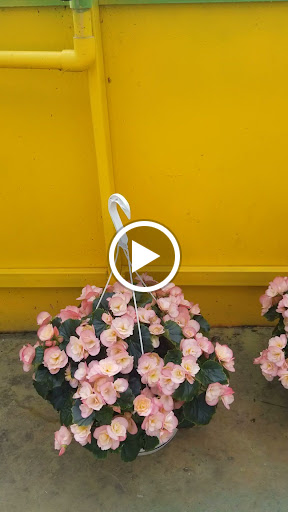 Florist «Dutch & Olgas Greenhouse», reviews and photos, 1285 NJ-36, Hazlet, NJ 07730, USA