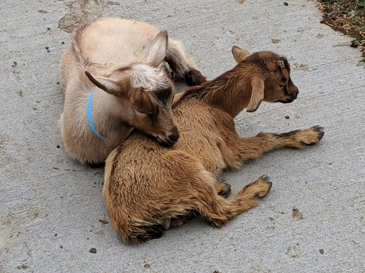 Farm «Goat Milk Stuff», reviews and photos, 76 S Lake Rd N, Scottsburg, IN 47170, USA