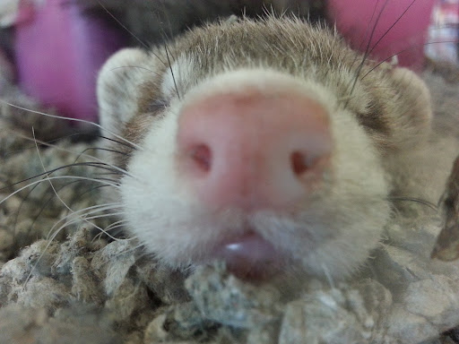 Pet Supply Store «Petco Animal Supplies», reviews and photos, 4209 Wheaton Way, Bremerton, WA 98310, USA