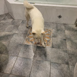 Photo n°10 de l'avis de Florian.l fait le 21/11/2022 à 20:10 sur le  Pension | Restaurant | Ferienwohnung | Hotel Pfefferstübchen à Brotterode-Trusetal