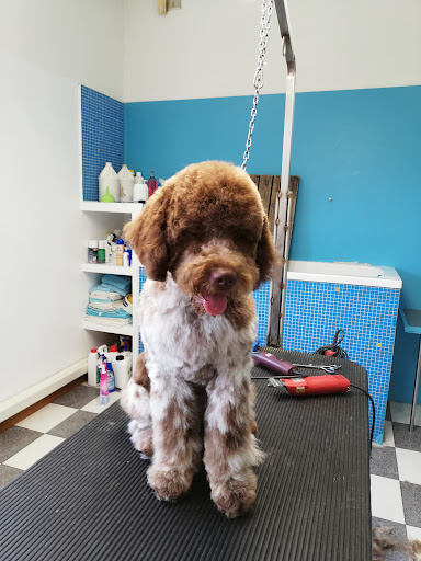 Pensioni per cani e dog hotel a Medoro Cani e Gatti