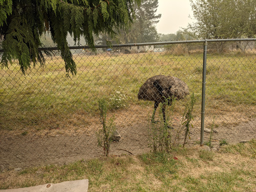 Tourist Attraction «Klamath Tour Thru Tree», reviews and photos, 430 California 169, Klamath, CA 95548, USA