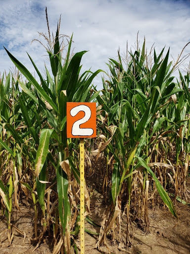 Tourist Attraction «Cajun Country Corn», reviews and photos, 40833 LA-16, Amite City, LA 70422, USA