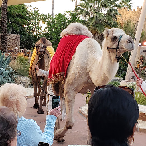 Museum «The Holy Land Experience», reviews and photos, 4655 Vineland Rd, Orlando, FL 32811, USA
