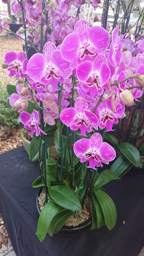 Park «Lake Lily Park», reviews and photos, 900 S Orlando Ave, Maitland, FL 32751, USA