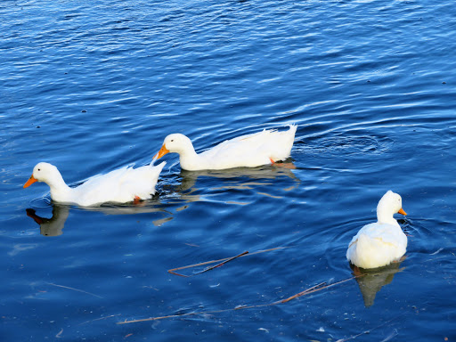 Park «Lorenzi Park», reviews and photos, 3343 W Washington Ave, Las Vegas, NV 89107, USA