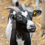 Photo n°4 de l'avis de Francesco.f fait le 19/09/2023 à 06:41 sur le  Barone G. R. Macrì à Gerace