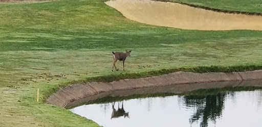 Golf Course «The Home Course», reviews and photos, Golf House Rd, DuPont, WA 98327, USA