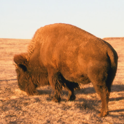 Ridgeview Veterinary Hospital image