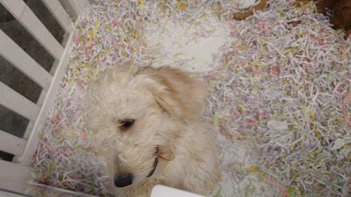 Pet Store «The Puppy Store», reviews and photos, 1163 Merrick Ave, Merrick, NY 11566, USA