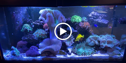 Tropical Fish Store «Fishy Business», reviews and photos, 911 E Church St, Lexington, TN 38351, USA