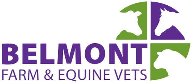 Belmont Farm & Equine Vets - Veterinarian