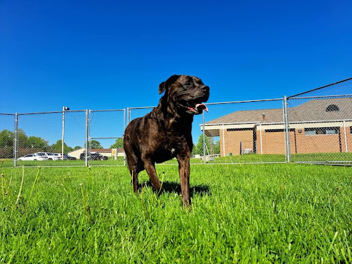 Little River Pet Resort