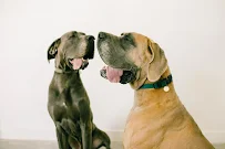 4 Paws Leather Co. - Car repair in , Provo - Rated 4.9/5