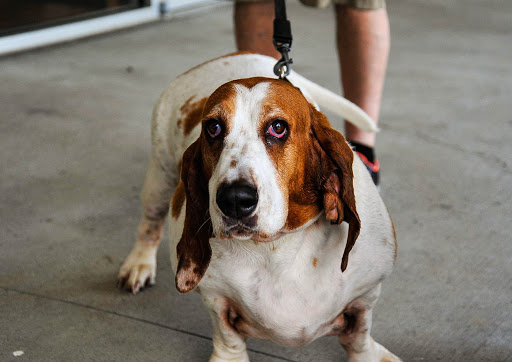 Pet Store «The Pet Place», reviews and photos, 240 Shadowline Dr, Boone, NC 28607, USA