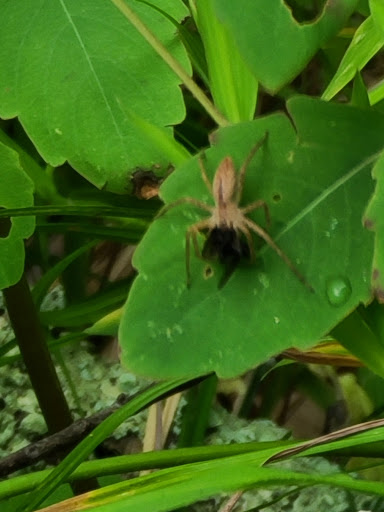 Nature Preserve «Mianus River Gorge Preserve», reviews and photos, 167 Mianus River Rd, Bedford, NY 10506, USA