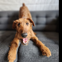 Nitro Dog Boarding and Pet Care - Photo 3 - Car repair in Rowlett, TX, Garland