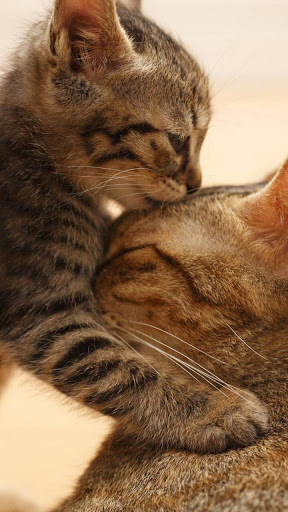 Grocery Store «El Super», reviews and photos, 650 N Euclid St, Anaheim, CA 92801, USA