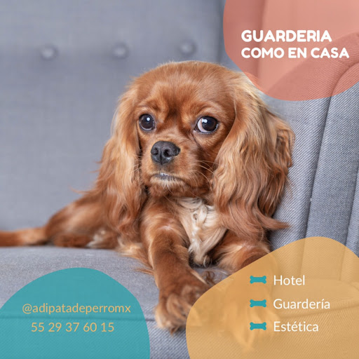 Hotel canino y guarderia Adi Pata De Perro