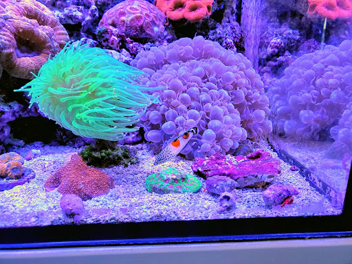 Pet Store «Ultimate Aquariums», reviews and photos, 1428 Roanoke Rd, Daleville, VA 24083, USA
