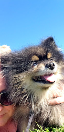 Golf Course «Jersey Meadow Golf Course», reviews and photos, 8502 Rio Grande St, Jersey Village, TX 77040, USA