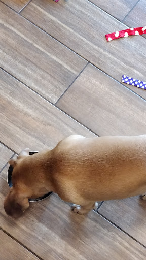 Pet Store «Charm City Puppies», reviews and photos, 8205 Snowden River Pkwy, Columbia, MD 21045, USA