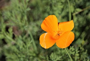 Fullerton Arboretum - photo 15