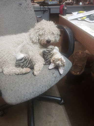 Pet Supply Store «PetSmart», reviews and photos, 4240 S Mooney Blvd, Visalia, CA 93277, USA