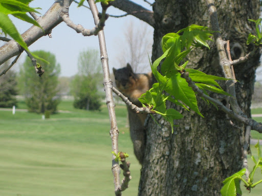 Golf Club «The Golf Club at Yankee Trace», reviews and photos, 10000 Yankee St, Centerville, OH 45458, USA