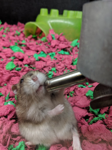 Pet Supply Store «PetSmart», reviews and photos, 2901 Texas Sage Trail, Fort Worth, TX 76177, USA