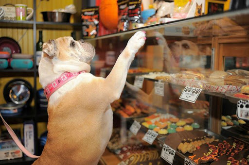 Pet Supply Store «Dog Krazy, Inc.», reviews and photos, 10681 Spotsylvania Ave, Fredericksburg, VA 22408, USA