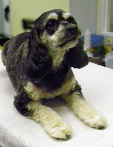 Pet Groomer «Pampered Pet Grooming and Dog Training, Inc.», reviews and photos, 2 Henson Pl #3, Champaign, IL 61820, USA