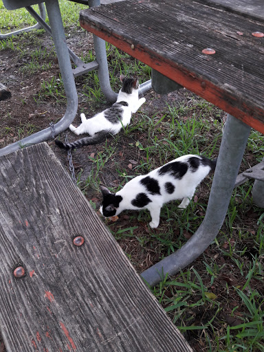 Park «A.D. (Doug) Barnes Park», reviews and photos, 3401 SW 72nd Ave, Miami, FL 33155, USA