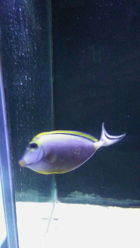 Tropical Fish Store «Fintastic Aquariums», reviews and photos, 3305 NW Main Ave, Jensen Beach, FL 34957, USA