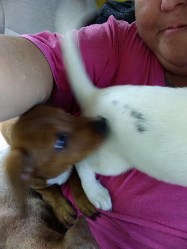 Animal Hospital «Animal Medical Corpus Christi», reviews and photos, 6822 Everhart Rd, Corpus Christi, TX 78413, USA