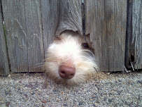 BeLoved Pet Sitting - Chula Vista & Bonita - Photo 7 - Car repair in , Chula Vista