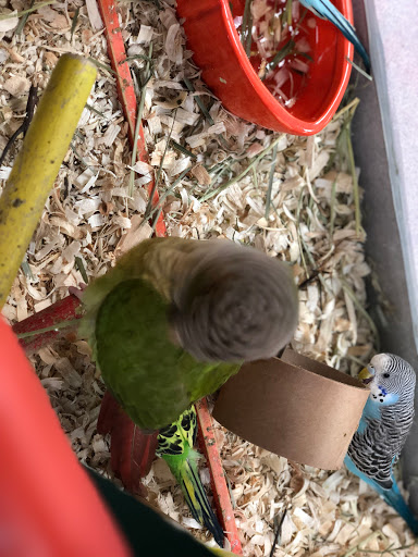 Pet Store «Pet Nation Llc», reviews and photos, 1898 Andorra St, Navarre, FL 32566, USA