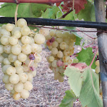 Photo n°2 de l'avis de Mariana.a fait le 16/08/2022 à 07:48 sur le  Agriturismo L'Alculiciu à Lu Lioni