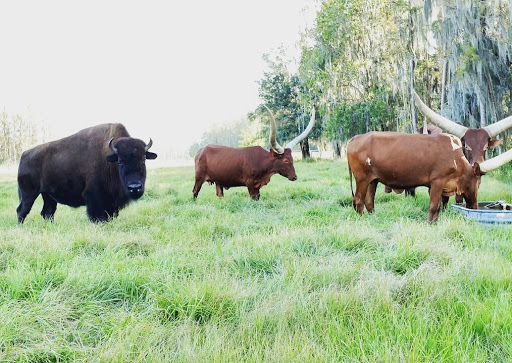 Ranch «Smith Family Ranch, LLC», reviews and photos, 13444 Moore Road, Lakeland, FL 33809, USA