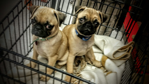 Pet Supply Store «Petco Animal Supplies», reviews and photos, 5260 W Baseline Rd, Laveen Village, AZ 85339, USA