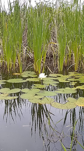 Nature Preserve «Scottsmoor Flatwoods Sanctuary East», reviews and photos, 6000 Magoon Ave, Mims, FL 32754, USA