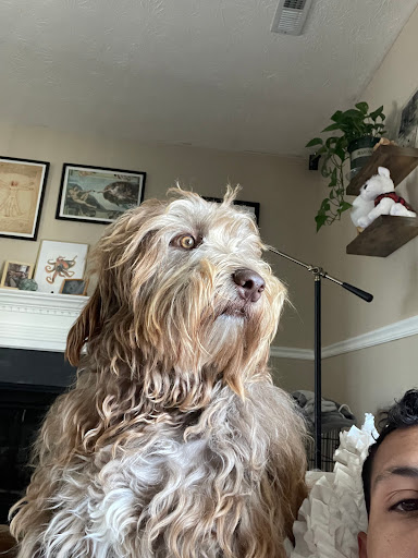 Poquoson Veterinary Hospital image