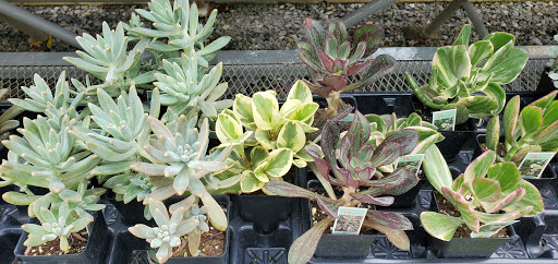 Garden Center «Distinctive Gardens», reviews and photos, 1531 Telegraph Rd, West Chester, PA 19380, USA